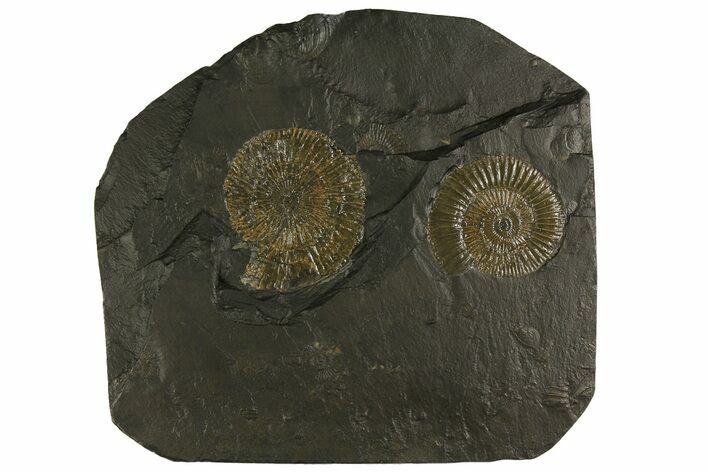 Dactylioceras Ammonite Cluster - Posidonia Shale, Germany #180355